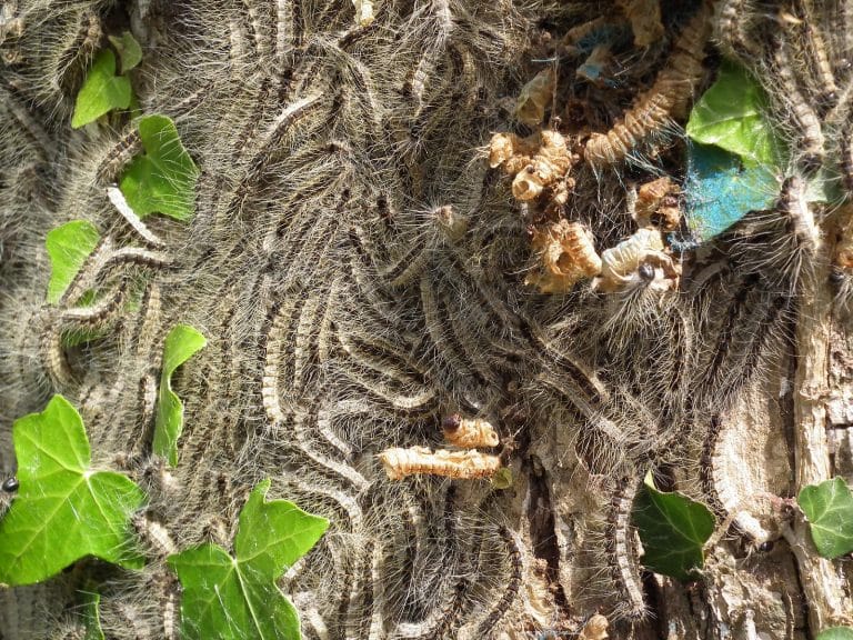 chenilles sur un tronc d'arbre à Excevenex
