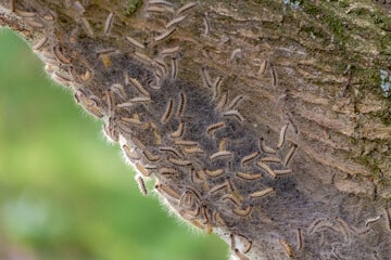 Tronc d'arbre avec un nid de chenilles